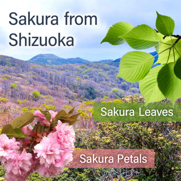 Sakura Sencha Green Tea - Image 4