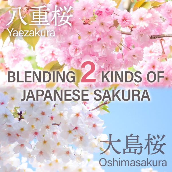 Sakura Latte Powder - Image 5
