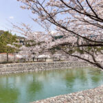 🌸Sakura Cherry Blossom Season in Japan🌸