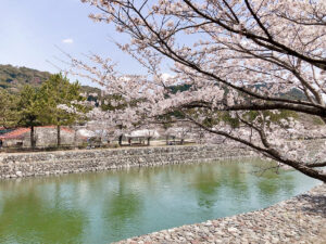 🌸Sakura Cherry Blossom Season in Japan🌸