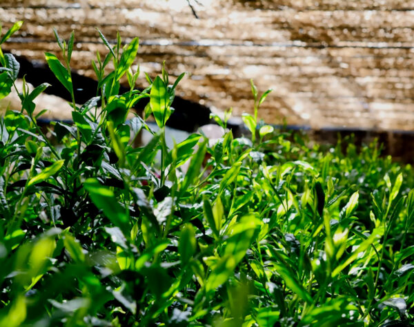 Yamasan Tea Subscription - Image 3