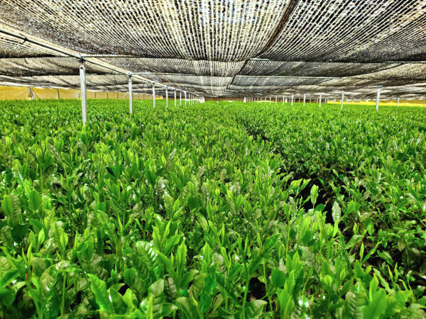 Yamasan Tea Subscription - Image 2