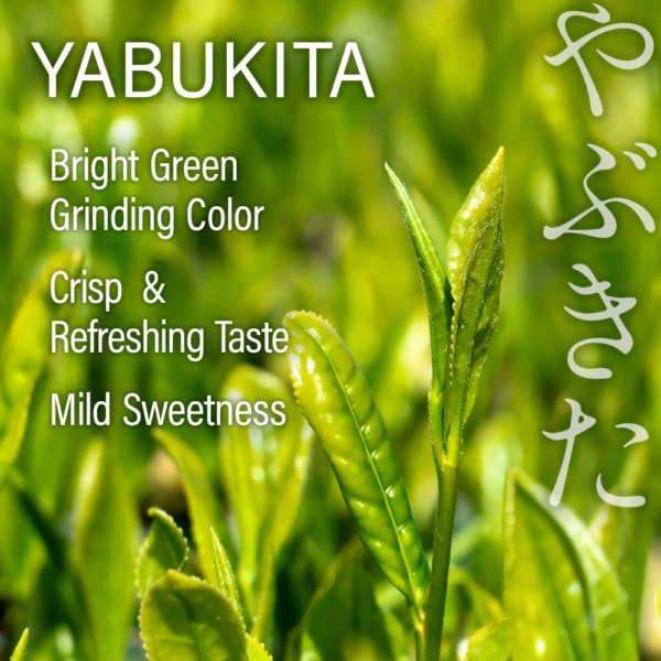 Single Origin Uji Matcha YABUKITA 2.0 - Image 3