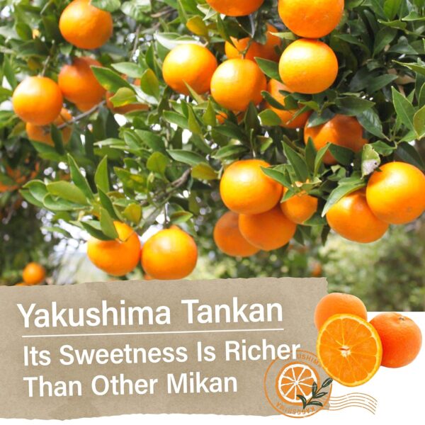 Japanese Gummy Candy - Mandarin Orange Flavor - Image 2