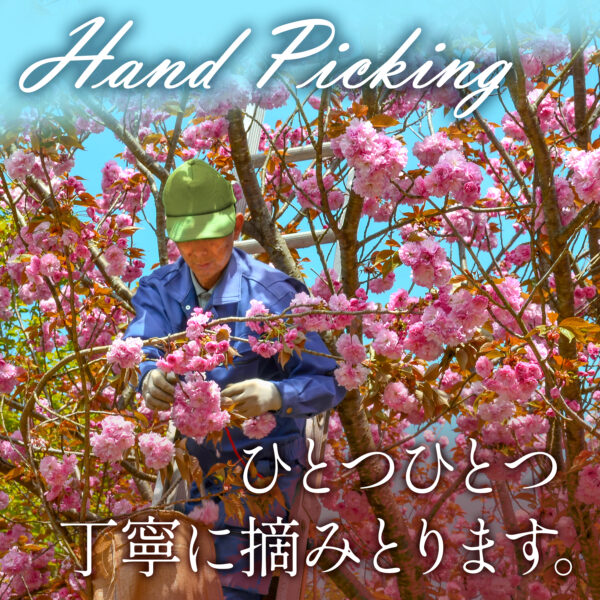 Sakura Cherry Blossom Powder - Image 6
