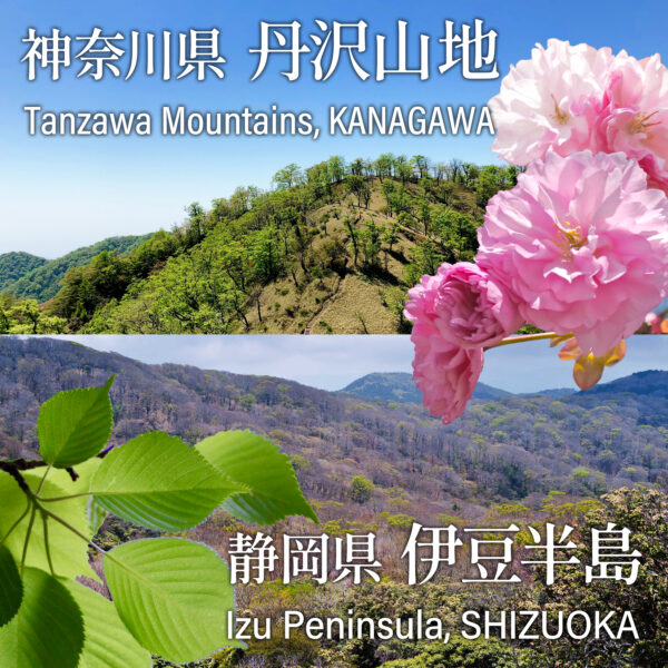 Sakura Cherry Blossom Powder - Image 7